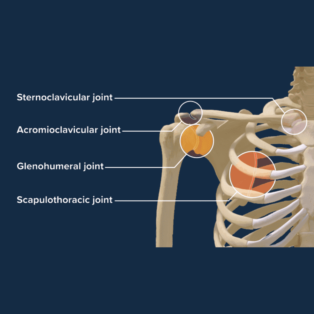 Shoulder joints MMD