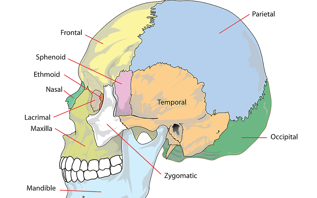 skull