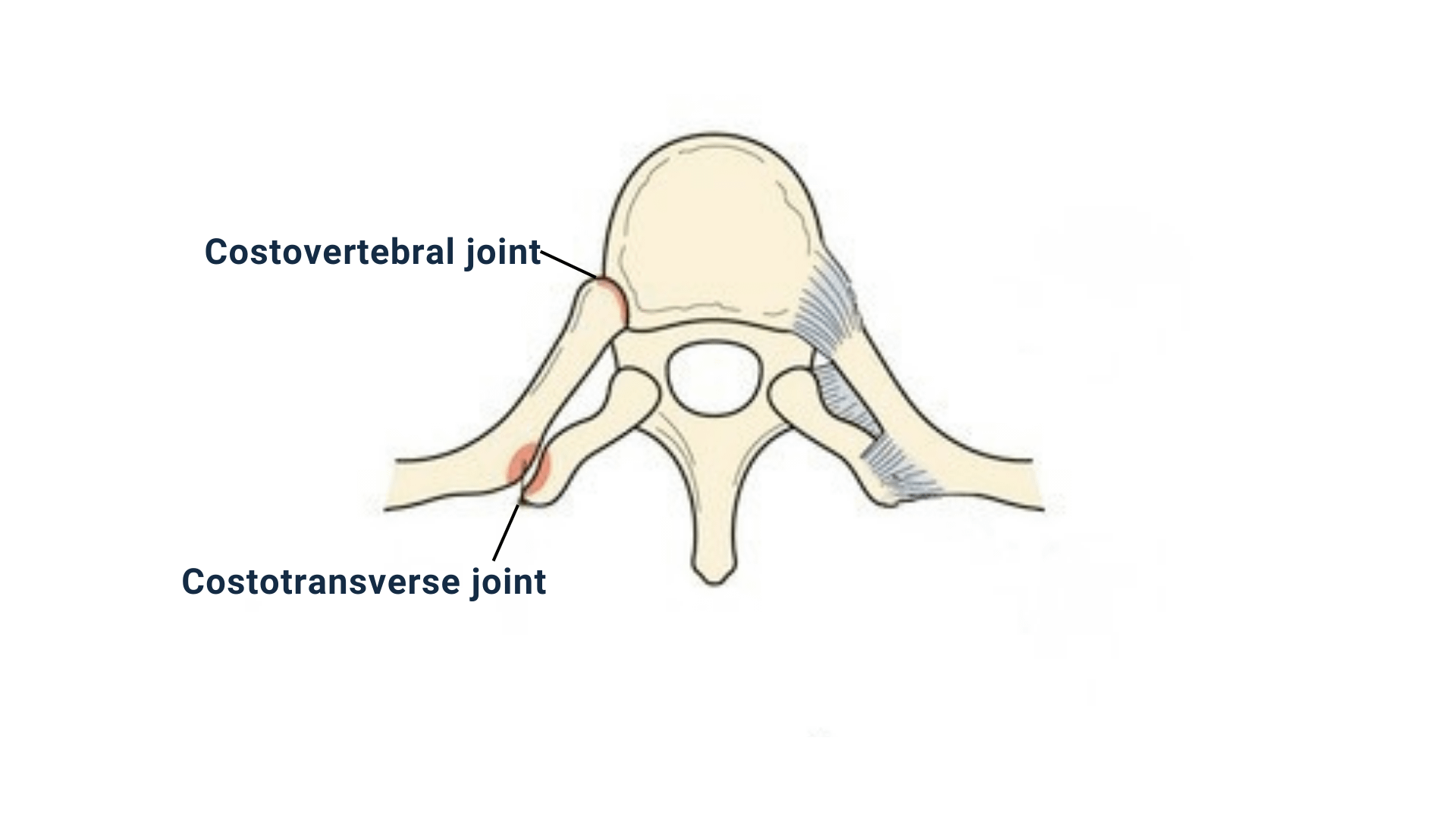 Sport Example Ribs Is my rib really OUT? - MMD Chiropractic Health Centre