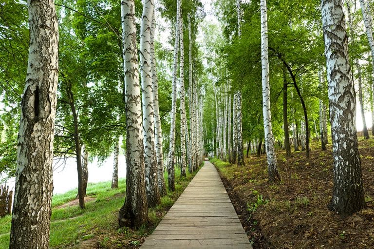 walk in the forest